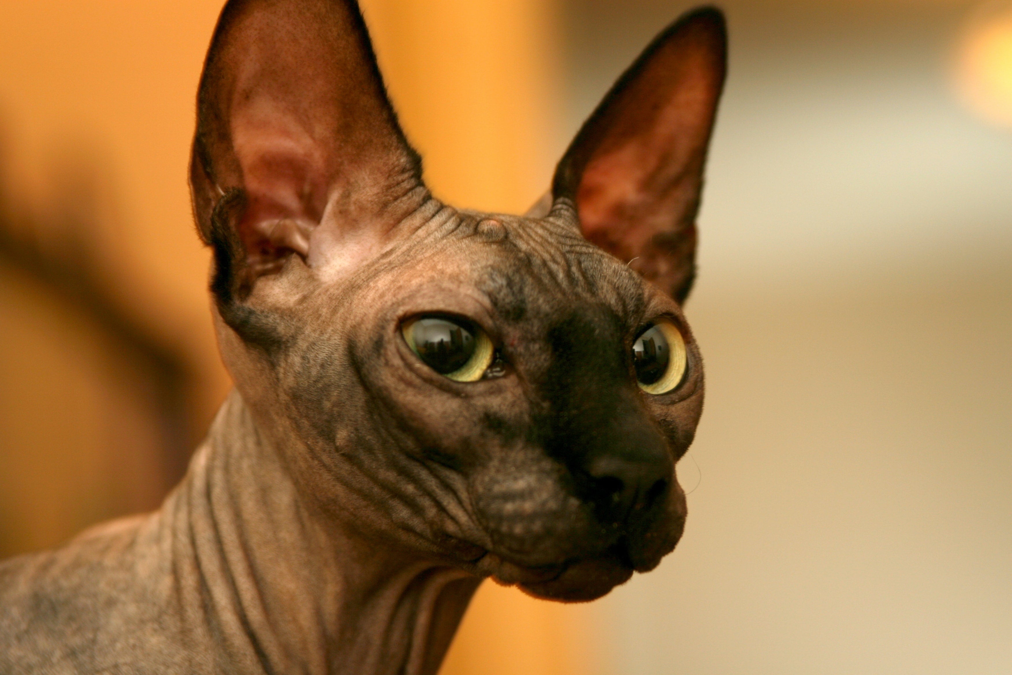 Ugly Cat